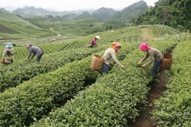 Sơn La: Công ty chè Cờ Đỏ Mộc Châu giao khoán đất sai quy định