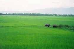 chuyển đất lúa sang đất phi nông nghiệp