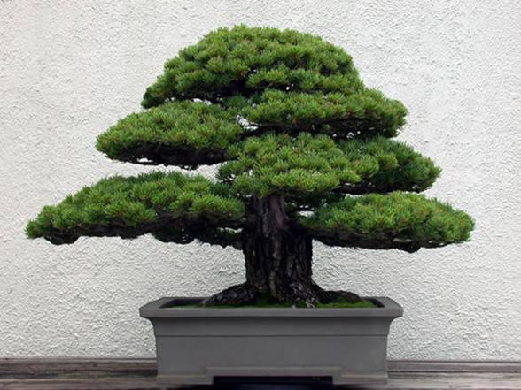 cây bách bonsai