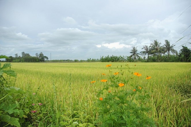 chuyển đất trồng lúa sang đất phi nông nghiệp