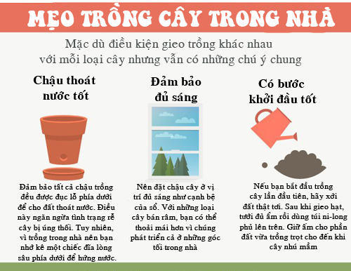 Bí quyết trồng cây trong nhà.