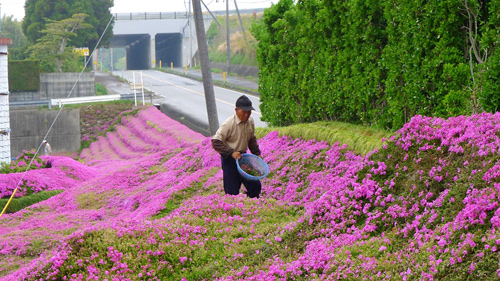 vườn hoa tuyệt đẹp