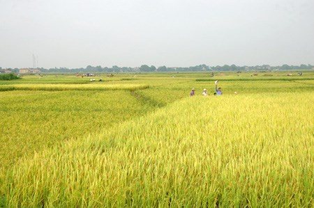 Long An: Chuyển đất trồng lúa sang đất phi nông nghiệp