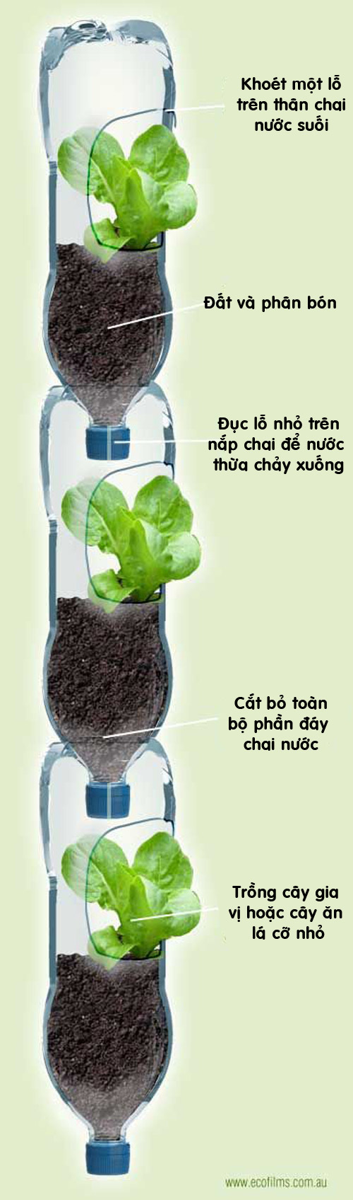 trồng rau bằng chai nhựa