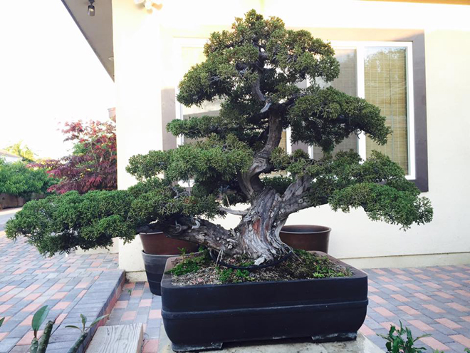 cây bonsai