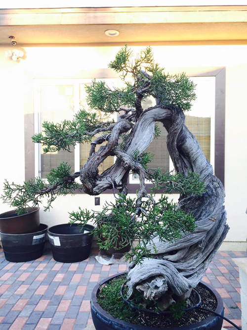 bonsai đẹp