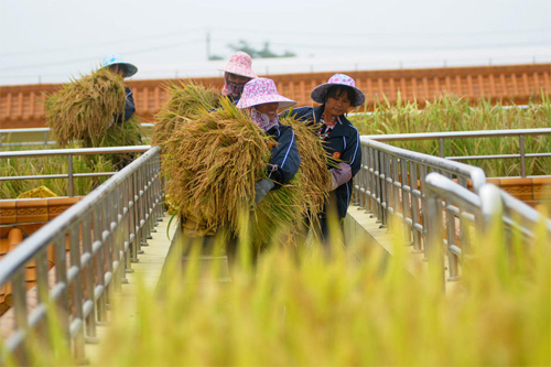 cấy lúa trên sân thượng