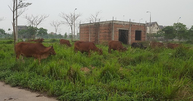 Chăn thả trâu bò trong khu biệt thự bạc tỷ bỏ hoang