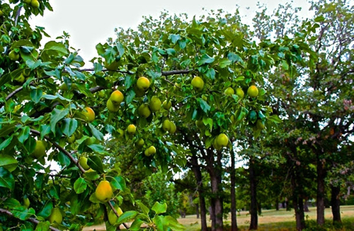 cây chịu lạnh