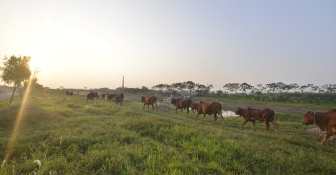 Hà Nội: Vườn sinh thái Cẩm Đình - Hiệp Thuận thành nơi chăn bò