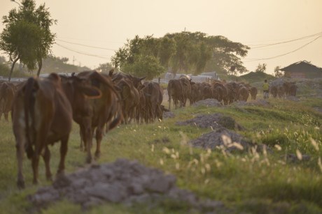Người dân sống xung quanh thường đưa đàn bò hàng trăm con đến chăn thả, chiều muộn mới lùa về chuồng. khu sinh thái thành nơi chăn bò