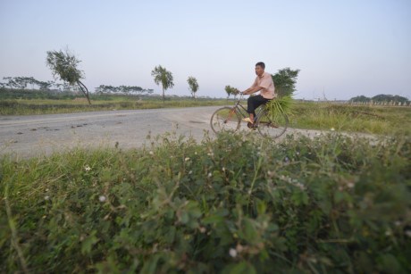 Dân địa phương còn tận dụng khoảng không đất để trồng cỏ cho gia súc ăn. trồng cỏ trên đất dự án