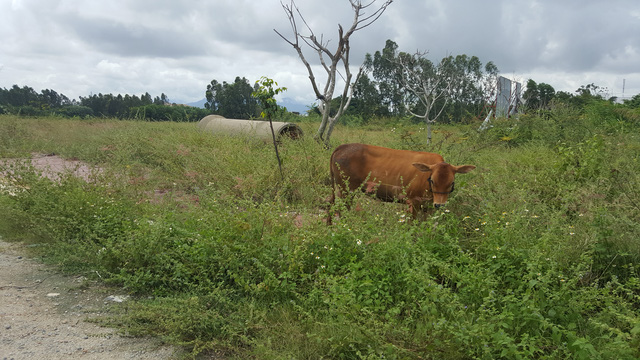 Quảng Ngãi ra 