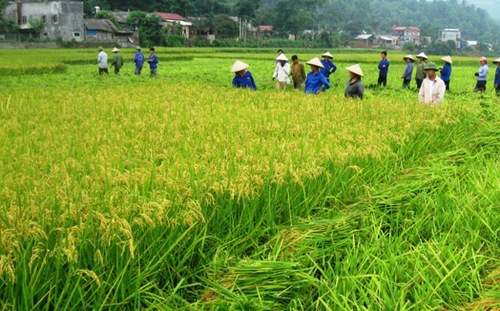 thu hồi đất nông nghiệp lãng phí