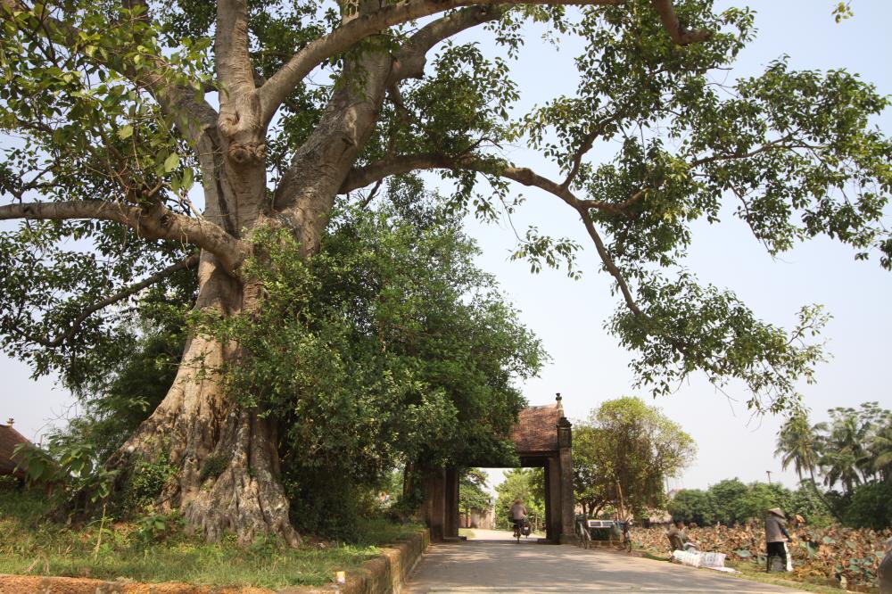 cây phong thủy