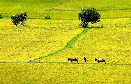 Long An chuyển đổi mục đích sử dụng trên 461 ha đất trồng lúa