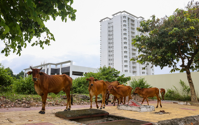 khu dân cư hoang vắng