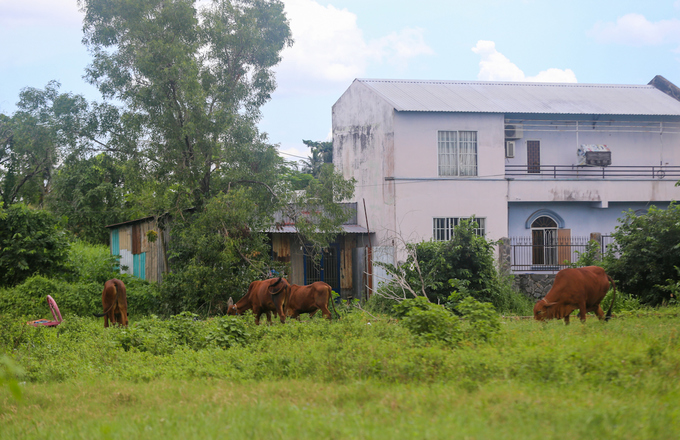 dự án treo