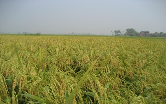 Nam Định: Chuyển hơn 8.000ha đất nông nghiệp sang phi nông nghiệp