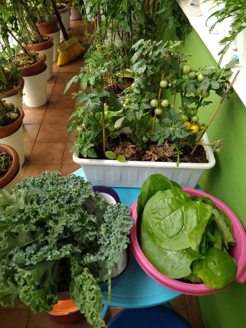 Green fruit and vegetable garden