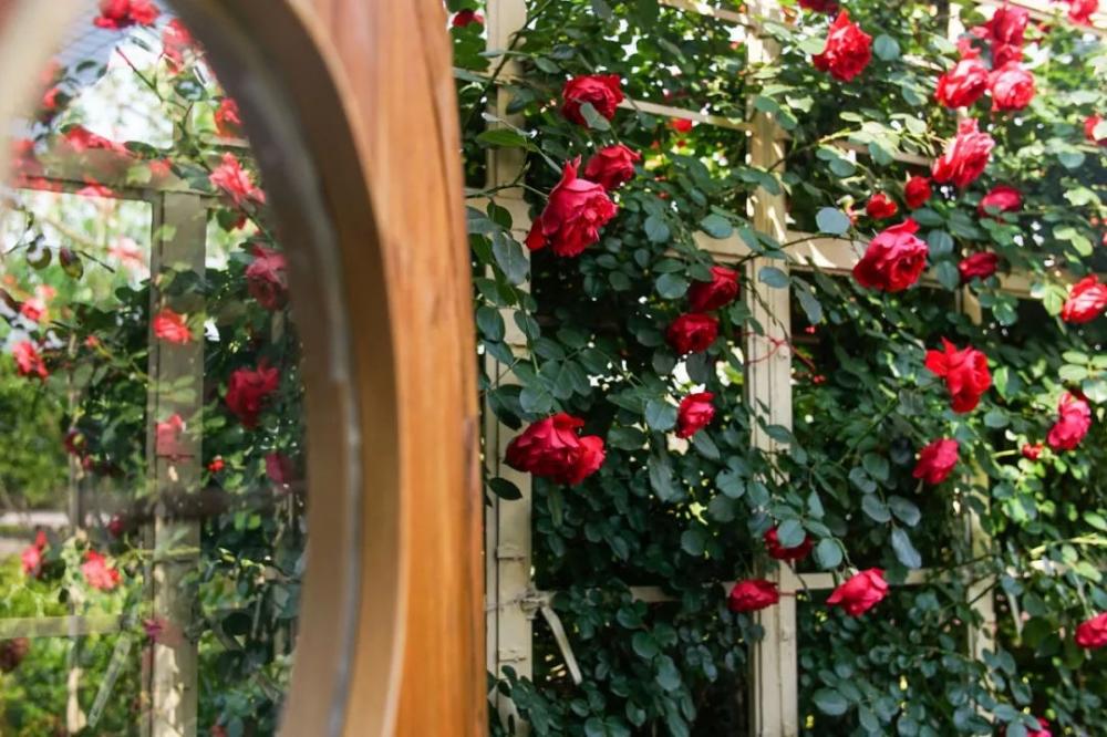 Để tăng thêm sự lãng mạn cho ngôi nhà, họ thiết kế giàn hoa hồng leo đẹp mê mẩn
