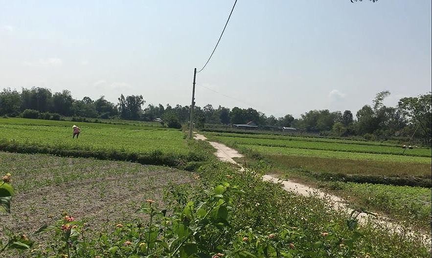 cánh đồng thôn Nam Sơn