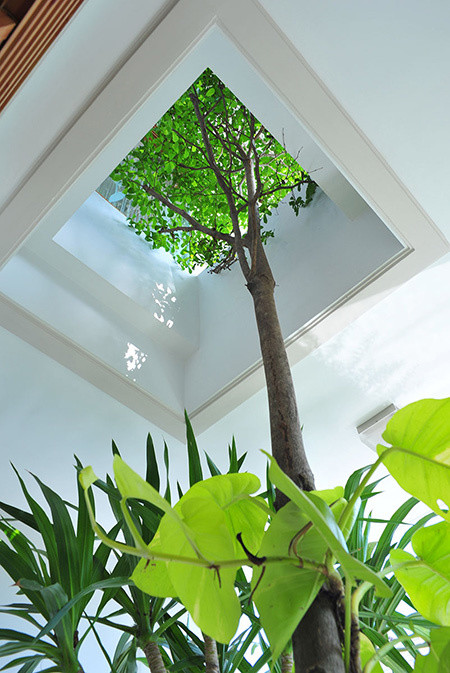 Một cây to với tán lá mọc xuyên qua trần để đem tới màu xanh cho các khu nghỉ ngơi