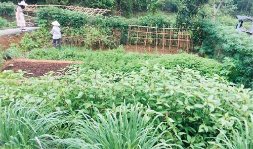cho thuê đất trồng rau ở vùng ven Hà Nội
