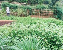 Rộ mốt cho thuê đất trồng rau ở vùng ven Hà Nội