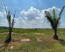 Bình Dương: Thu hồi 346ha đất trồng cao su để làm KCN Nam Tân Uyên GĐ2