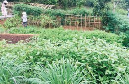Rộ mốt cho thuê đất trồng rau ở vùng ven Hà Nội