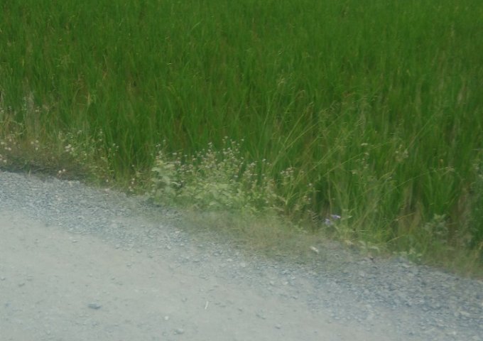 Đất chính chủ mặt tiền đường Nguyễn Văn Thê, xã Quy Đức, huyện Bình Chánh