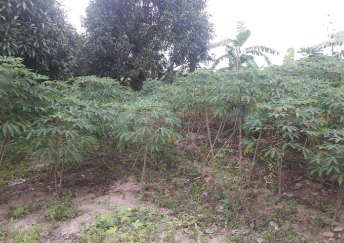 Bán đất tại phường Cam Thành Nam, Cam Ranh, Khánh Hòa