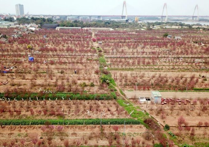 Bán đất trồng Đào Nhật Tân, Tây Hồ, Hà Nội DT 7000m2 có thể bán từng phần