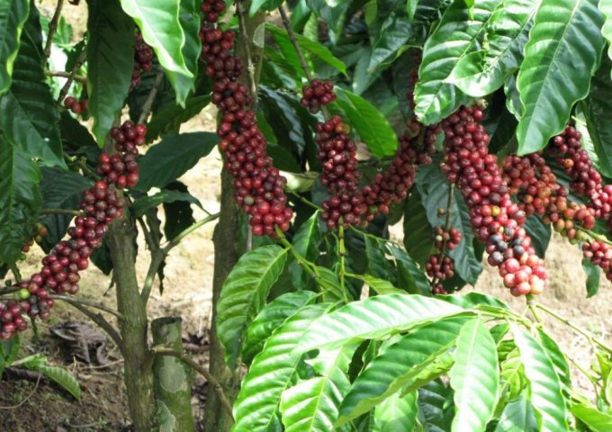 Bán 1,7ha đất trồng cafe,tiêu tại Krongang Daklak