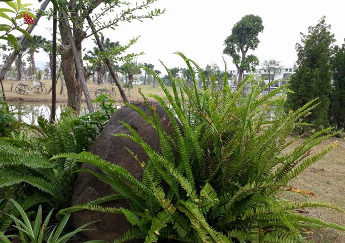 Bán nhà biệt thự, liền kề tại Xã Trạm Trôi, Hoài Đức, Hà Nội