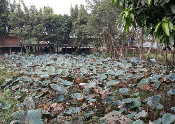 Bán Biệt Thự Vườn 7000m2 tại Phú An, Bến Cát, Bình Dương Giá 12,5 Tỷ