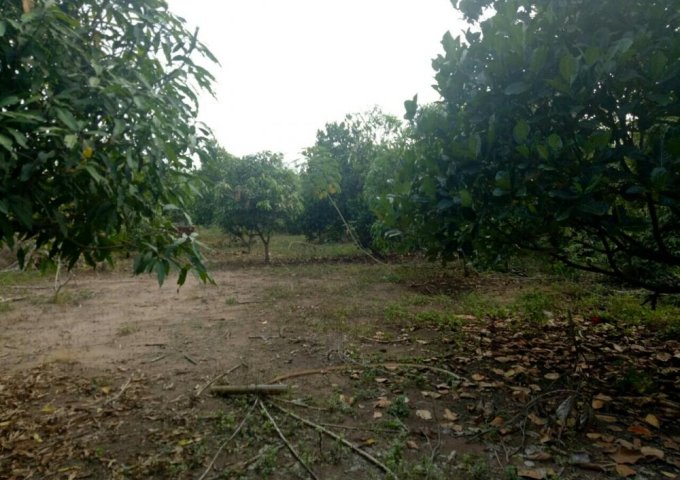 BÁN ĐẤT MẶT ĐƯỜNG QUỐC LỘ 14 TÂN THÀNH ĐỒNG XOÀI