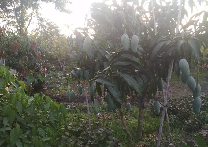 13,000m2 nhà vườn trái cây xã Bảo Hòa, huyện Xuân Lộc