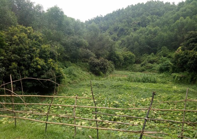 cần chuyển nhượng 4 ha đất làm trang trại tại xã mông hóa huyện kỳ sơn tỉnh hòa bình
