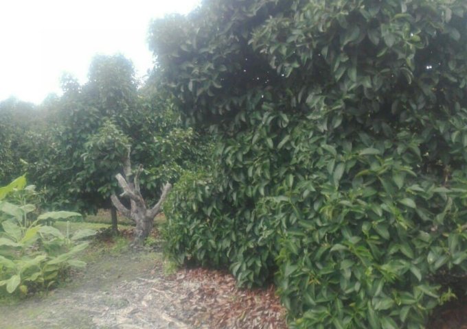 Bán vườn cây ăn trái Tân An, Thủ Dầu Một