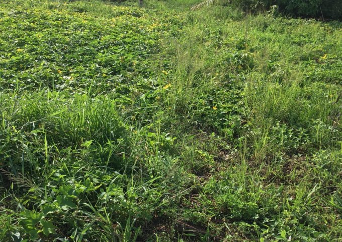 Bán đất vườn khu tái định cư 923, An Bình, Ninh Kiều giá 350 tr