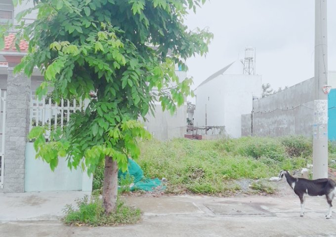 Bán đất khu tái định cư của phường Phú Tân, đường D12
