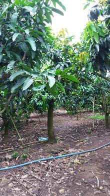 Bán đất Ấp 5, xã Suối Nho, Định Quán, Đồng Nai