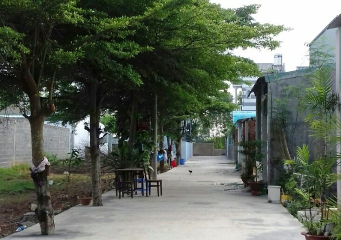 Bán đất sổ hồng riêng , cách chùa Phổ Quang Cổ Tự 50m ( 0933032320 ) .