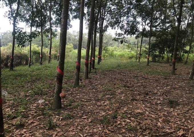Bán 1000m2 đất đang trồng cây cao su Tân Thành, Đồng Xoài, Bình Phước