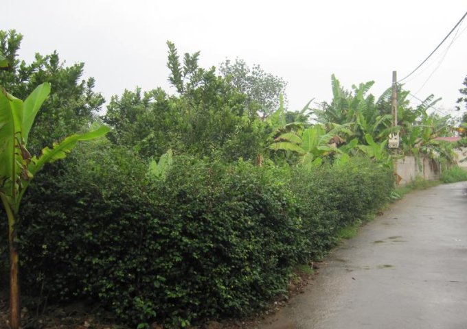 Bán đất vườn, nhà tại quê xã Nguyên Lý_Huyện Lý Nhân, tỉnh Hà Nam