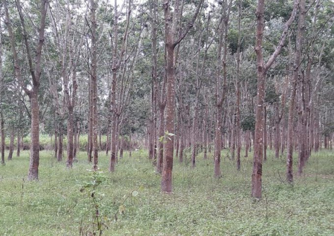 Cần bán vườn cao su diện tích 750 ha tại Cư Jut- Đắc Nông.