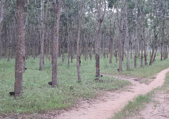 Cần bán vườn cao su diện tích 800 ha tại Đăk Đrong-Cư Jut- Đắc Nông.