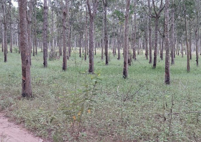 Cần bán vườn cao su diện tích 800 ha tại Đăk Đrong-Cư Jut- Đắc Nông.